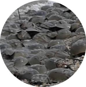 Fundraising Page: Astrid Caldas